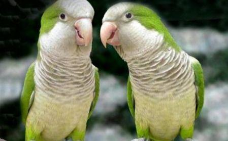 鹦鹉吃不吃海瓜,揭秘它们对海瓜的偏好