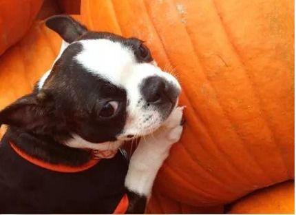 狗吃方瓜吗,探寻宠物饮食习惯的奥秘