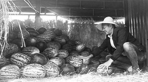 岛城吃瓜群众事件