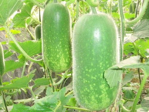 新生街舞吃瓜图片高清,高清吃瓜图揭秘舞界新势力