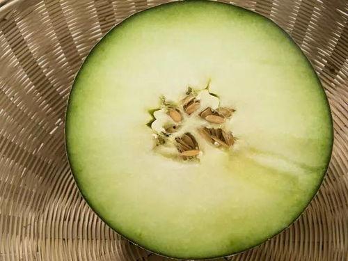 渔吃蜜瓜,渔者巧遇蜜瓜奇缘