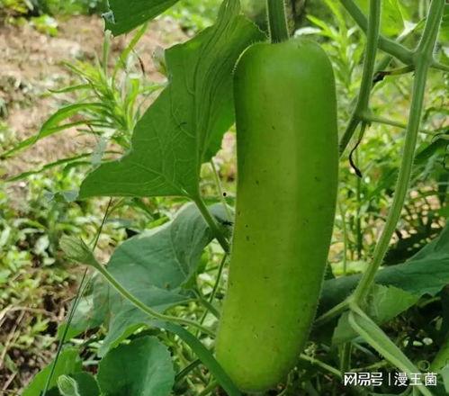 晚上可以吃兰瓜吗