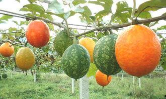 坐月子吃吊瓜,吊瓜的营养与食用指南