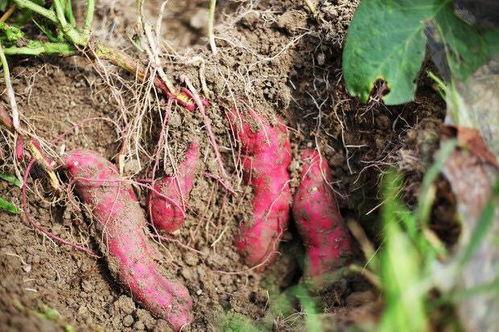 凉瓜地薯怎么吃,凉瓜地薯的多样美味食用指南