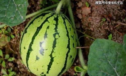 吃刚摘的瓜,揭秘刚摘瓜果的独特魅力