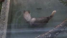 狼吃瓜什么梗,揭秘网络热梗背后的趣味与智慧