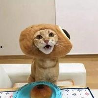 头像猫咪吃瓜